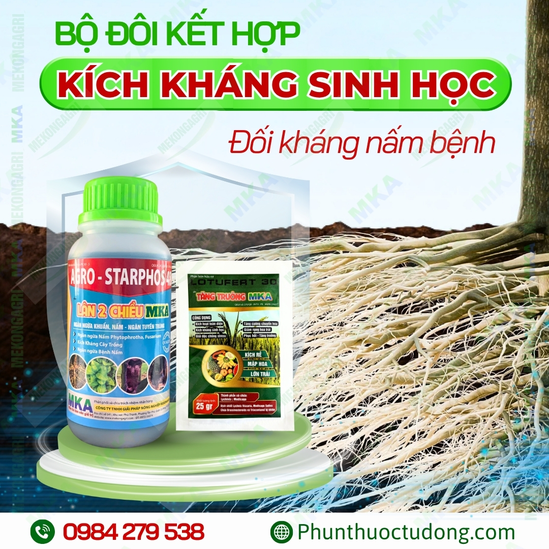 Tăng trưởng MKA